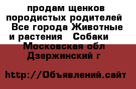 продам щенков породистых родителей - Все города Животные и растения » Собаки   . Московская обл.,Дзержинский г.